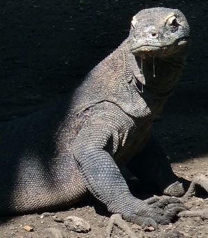 Komodo Dragon Rinca Island 